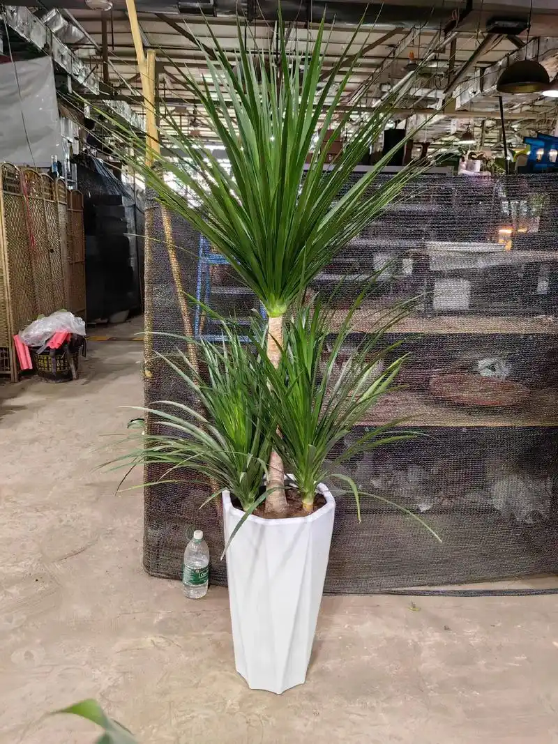 客厅绿植推荐之龙血树.号称世界上最长寿的树.