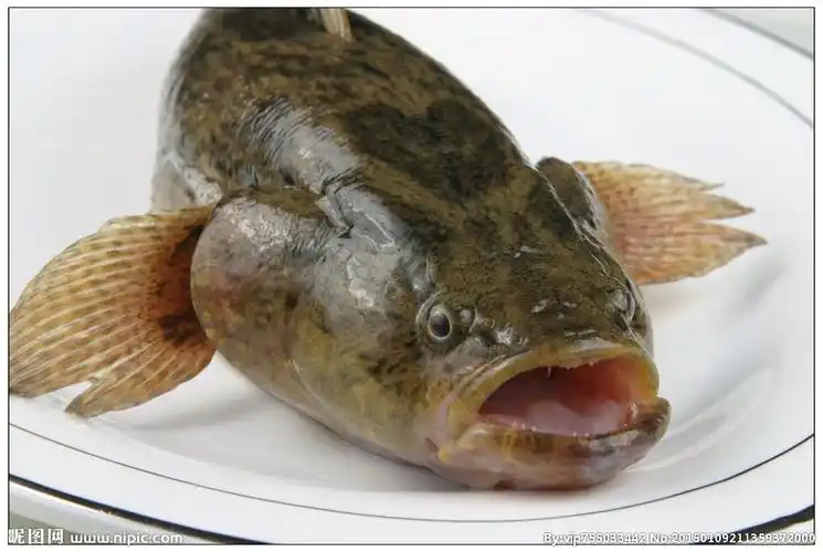 笋壳鱼图片