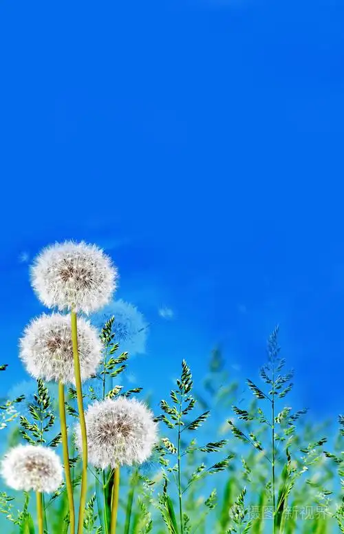 蓝蓝的天空背景上的绿草