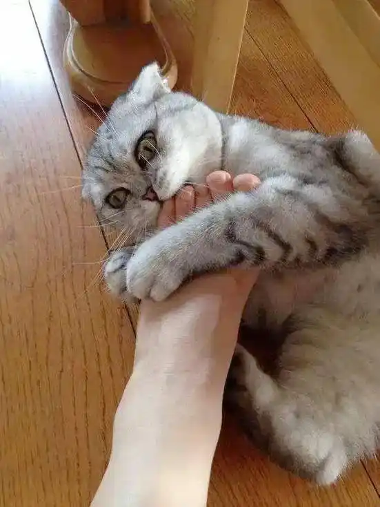 猫咪总是闻主人的"脚丫子",难道它们不嫌臭吗?_气味_行为_嘴巴