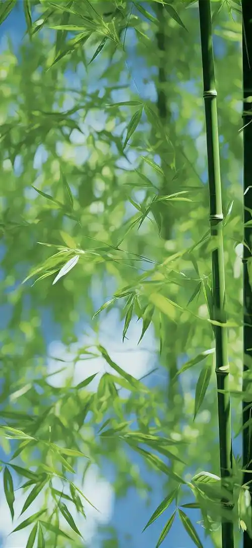 壁纸|全面屏超清壁纸