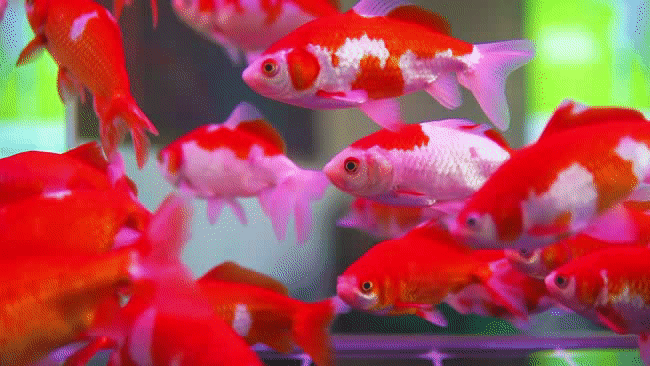 650_366gif 动态图 动图