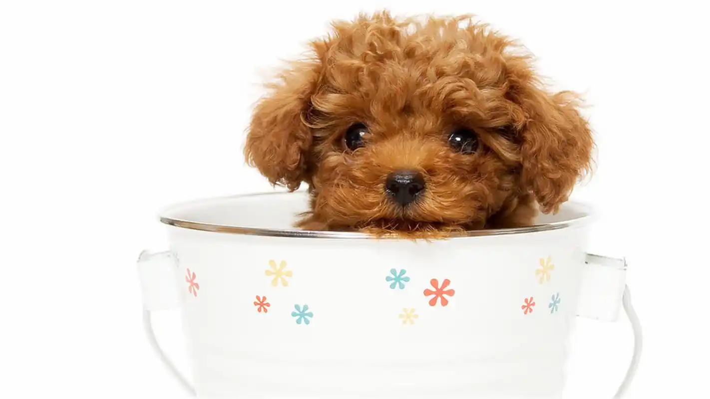 可爱茶杯犬高清电脑桌面壁纸免费下载