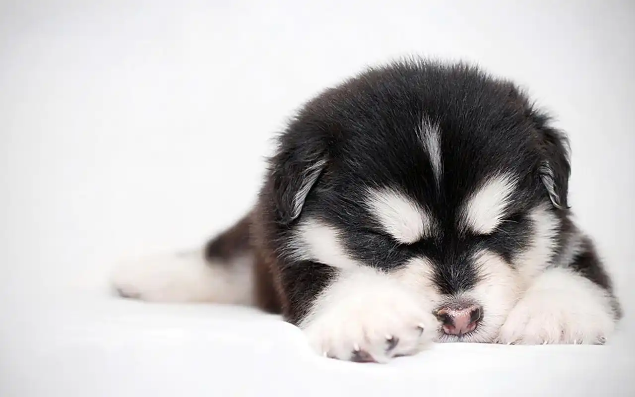 可爱哈士奇小狗狗壁纸下载