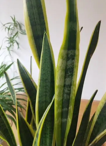 超帅金边虎皮兰