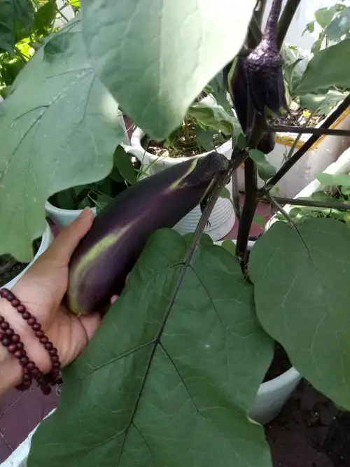 茄子结果了.