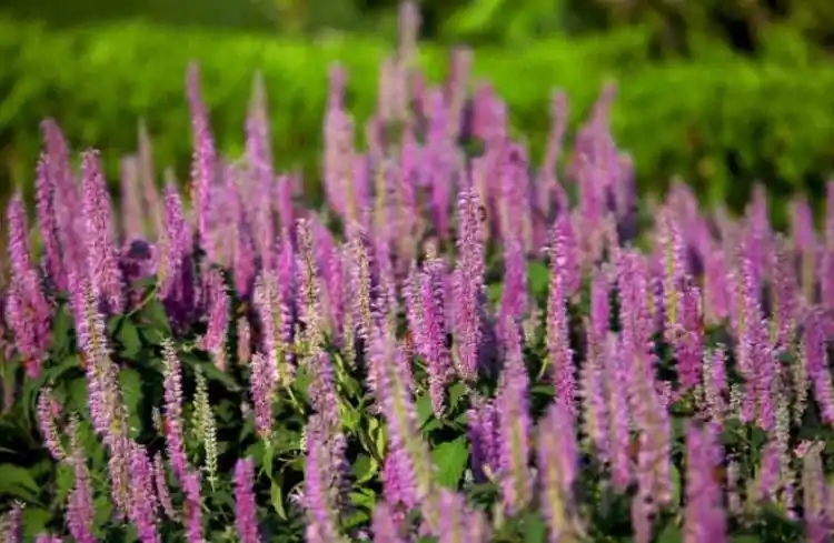 香薷是什么优质