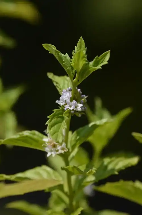 薄荷开花第三波
