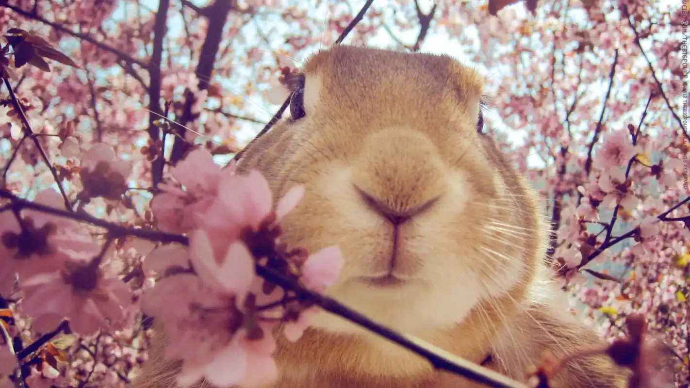 可爱棕色兔子宽屏电脑桌面壁纸 第一辑