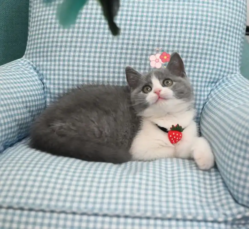 海南海口英短蓝白猫咪 本地猫舍.