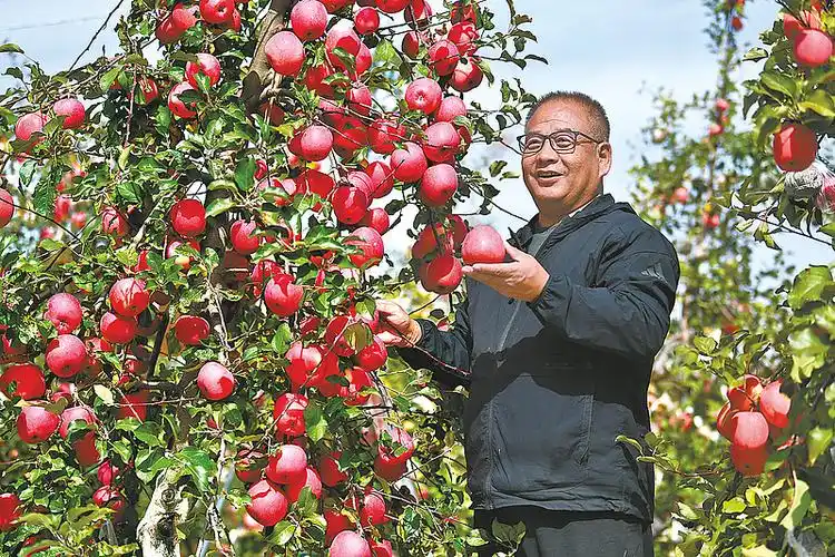 甜在心里的红苹果——记宝塔区果业技术专家卜晓愚--延安市人民政府