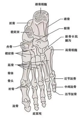 图五个妙招 助你赶走产后耻骨痛广告〔专业祛除〕-大脚趾骨突出广告