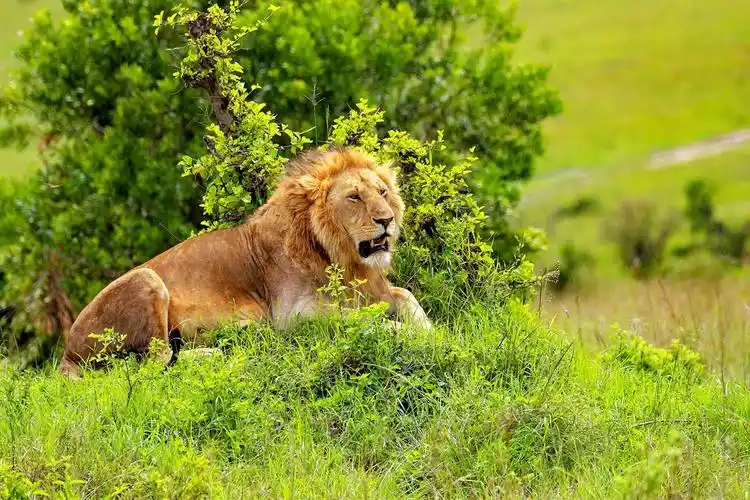 非洲大草原野生动物,肯尼亚拍摄之二