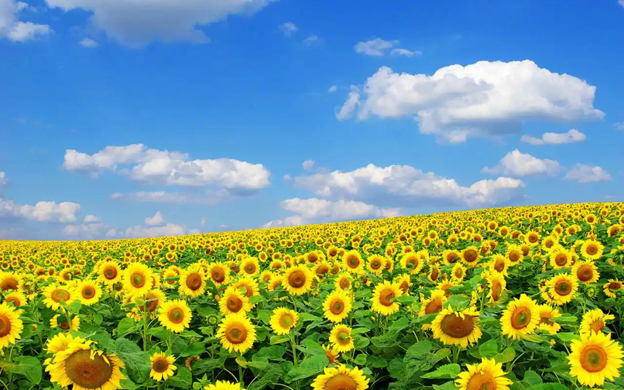 向日葵花卉摄影图片电脑壁纸