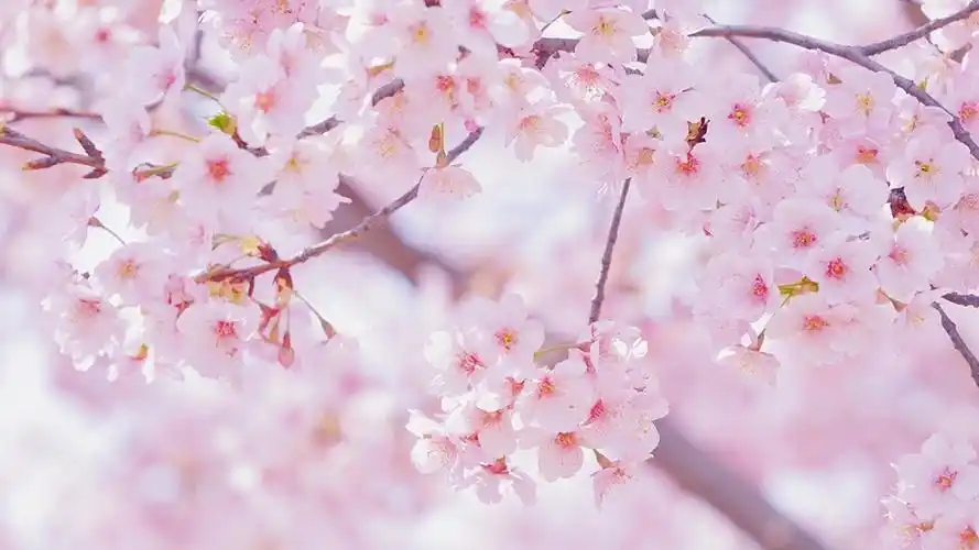 樱花盛开的季节1600x900分辨率下载,樱花盛开的季节,壁纸,图片,花卉