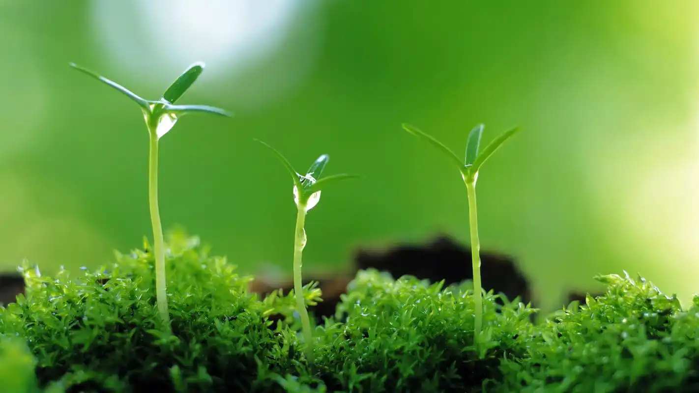 唯美绿色护眼植物嫩芽高清宽屏壁纸