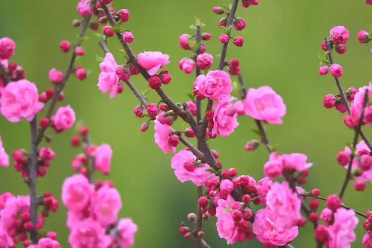 鲜艳靓丽的梅花