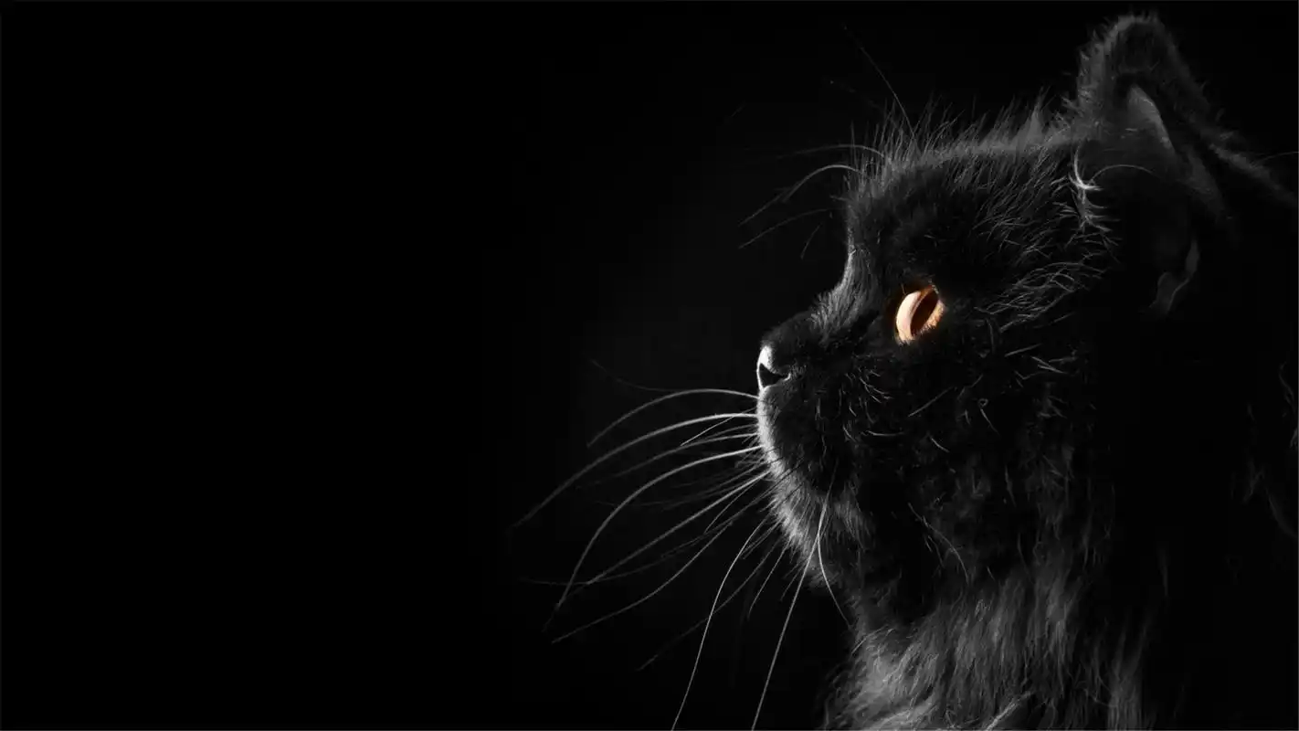 人小猫图片桌面壁纸高清高清大图预览1920x1080_动物壁纸下载_美桌网