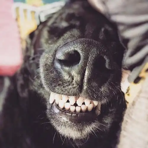 最吓人的微笑狗?惊悚微笑的背后:揭秘"微笑狗",你敢不敢看?