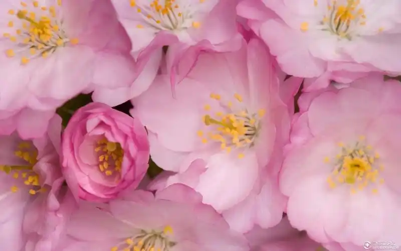 高清唯美鲜艳花朵壁纸精选