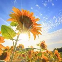 给人一种阳光的头像 治愈系阳光的头像_微信头像图片大全