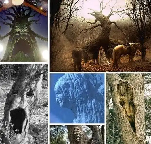 世界各地最诡异的恐怖树木