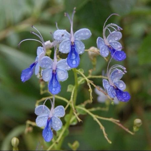 蓝蝴蝶花苗盆栽客厅阳台庭院花卉植物开花似蝴蝶蓝色奇特花期超长