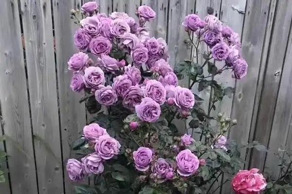 蓝色风暴月季优缺点