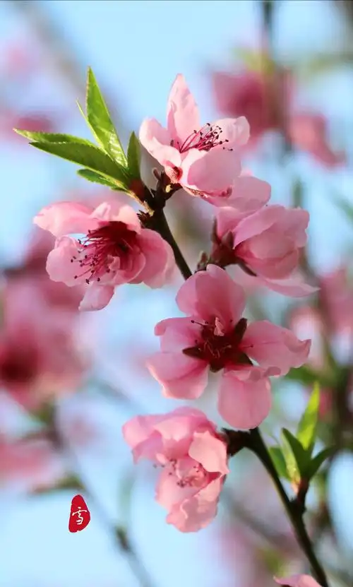 那一树美丽的桃花红