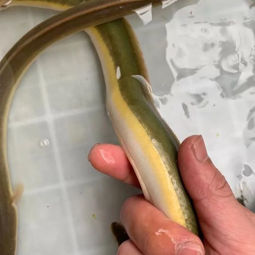 河鳗鱼纯天然野生鳗鱼白鳝淡水江鳗黄鳗鱼鲜活体包邮