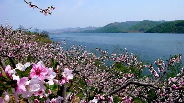 河口桃花岛.