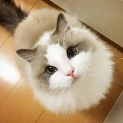 喵星人 #一只爱拍照的喵# 可爱萌宠猫咪图片 卖萌清新的小猫咪头像