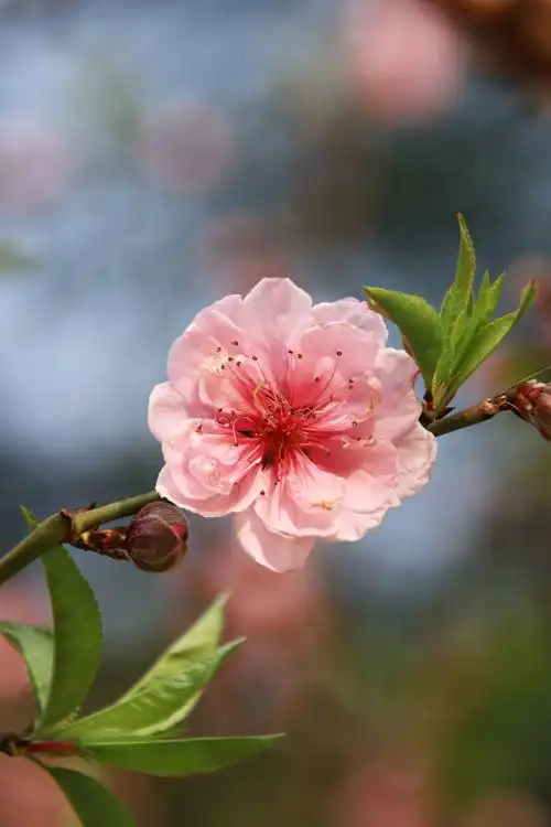 桃花桃花涧白云山风景区.