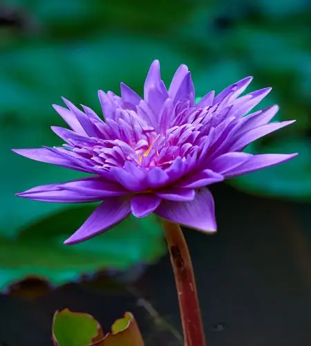 莲花🌺🌸💐 - 美篇