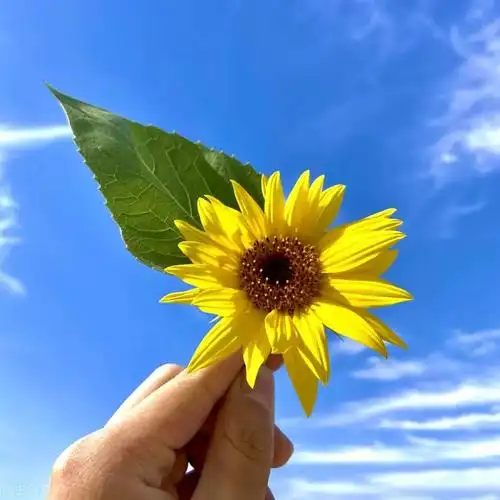 16句阳光积极的励志短句,正能量满满,发朋友圈与您共勉_励志_零二七