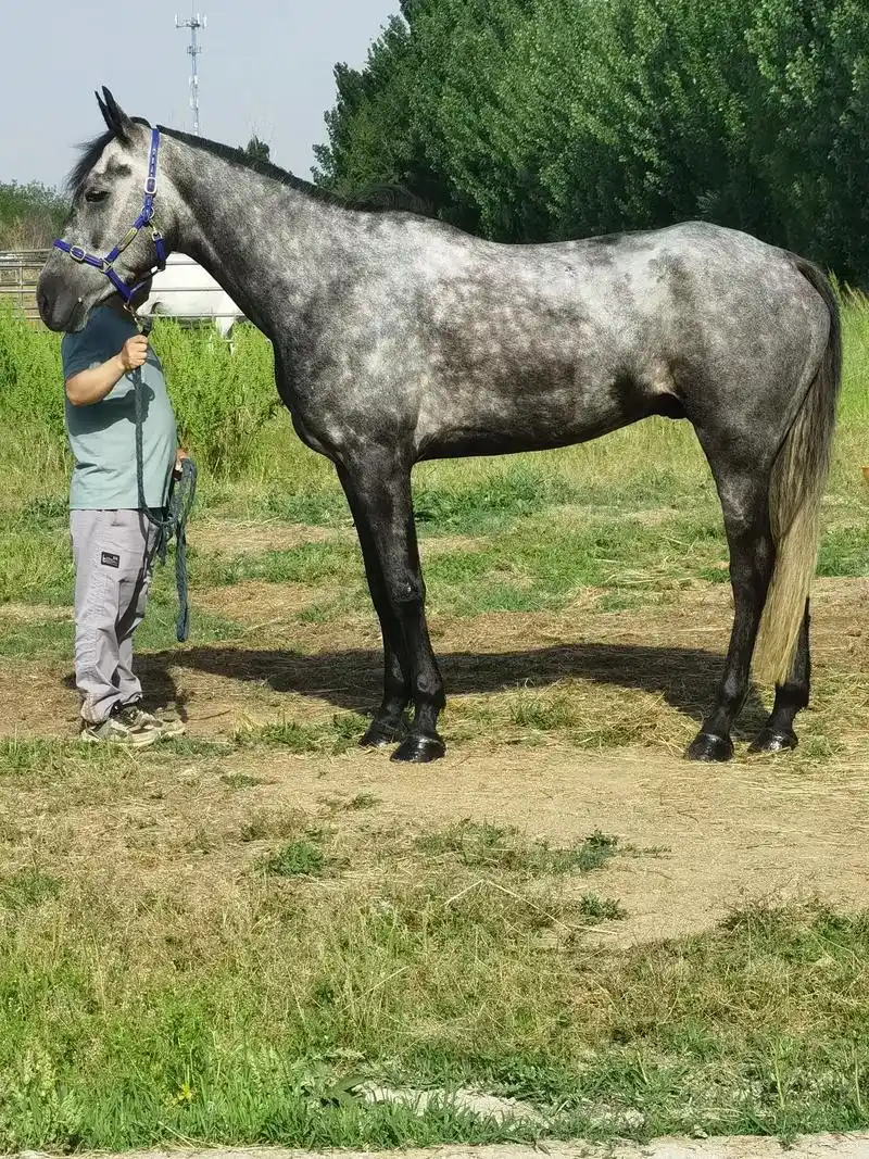 马名:青峰,血统:昂格鲁,肩高:158到160厘米,性别:骟马,年龄