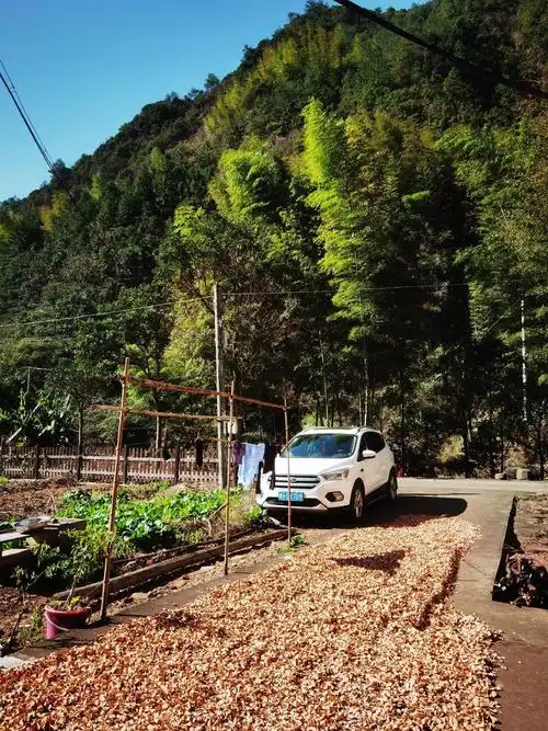 野生猕猴桃根白毛