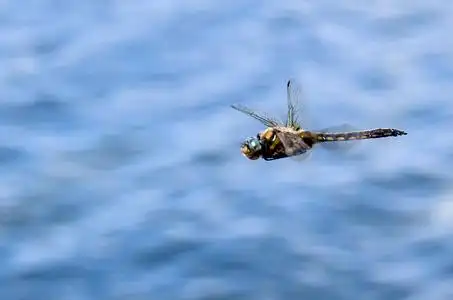 渲染的反光蜻蜓昆虫飞行在空中宏指令关于蜻蜓飞行章向黑的背景幕布