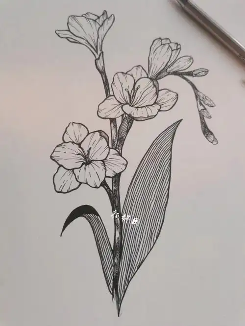 线描花卉小苍兰