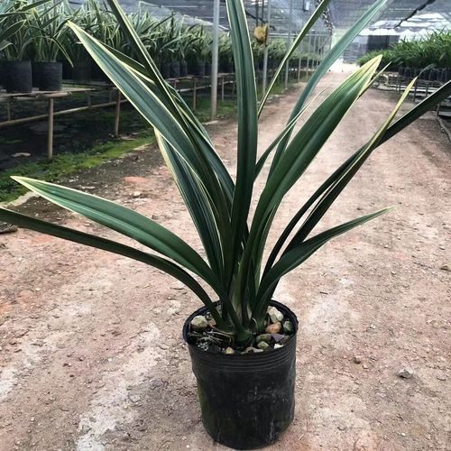 【墨兰名品银托】百分百正品金边墨兰5苗连体原盆原土