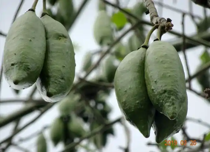 果实累累的三亚热带水果