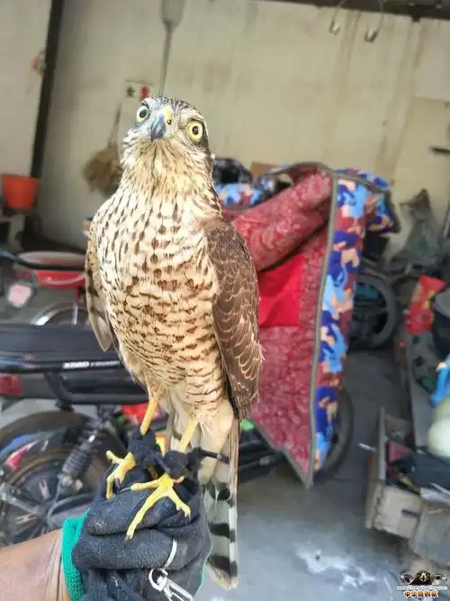 中华鹰鹘苑 69 鹰隼专区 69 鹞子 细胸 1032775204 2019-10-31 5