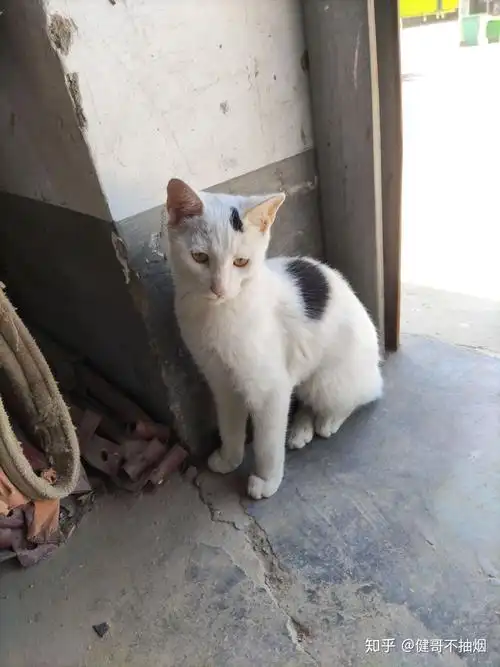 土猫田园猫真的没品种猫好看吗