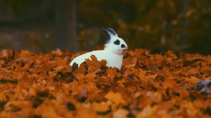 3840x2160 兔子 动物 树叶 秋季壁纸 背景4k uhd 16:9