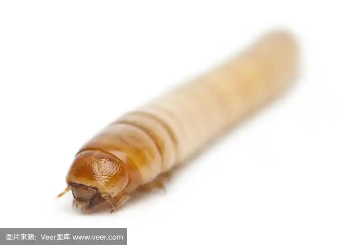 黄粉虫的幼虫,在白色的背景前面