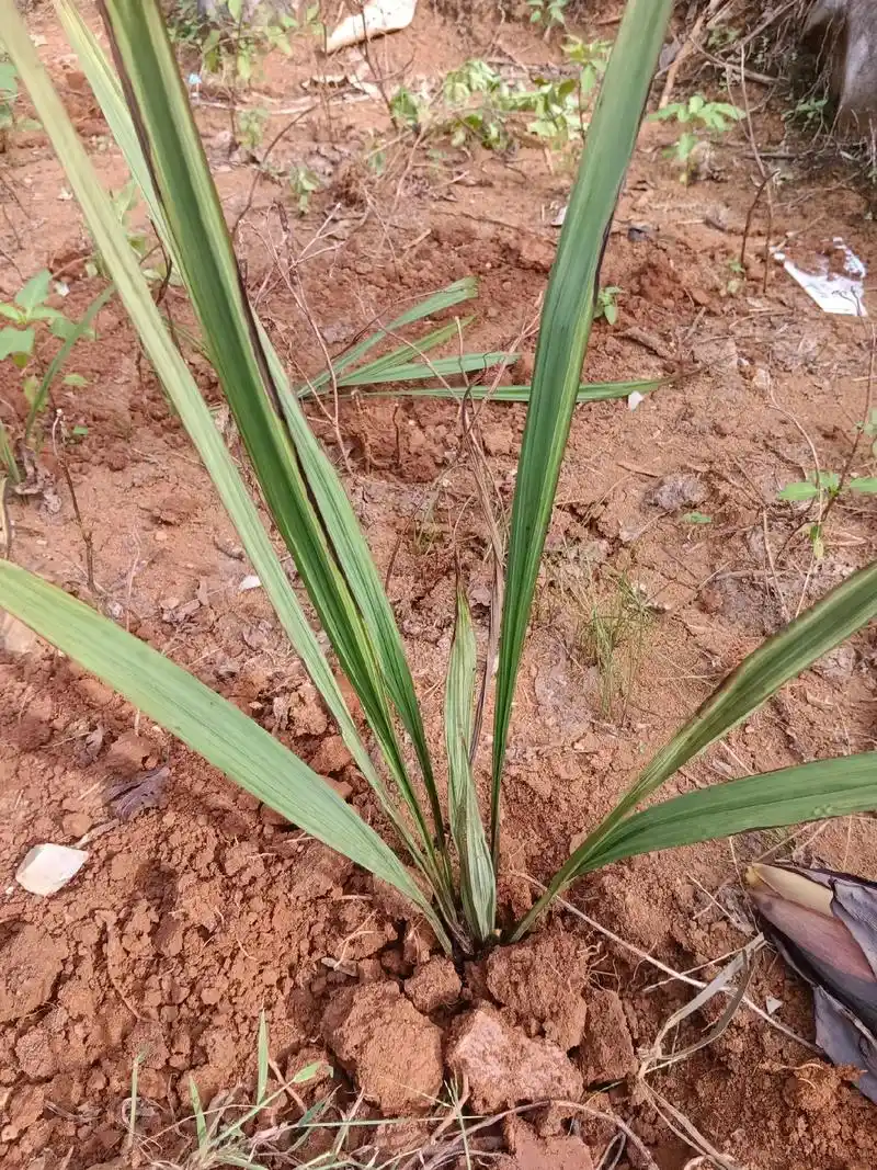 草药科普.独脚仙茅,男人的加油站,女人的温室#中草药 #植物 - 抖音