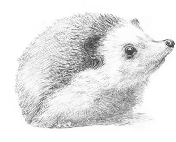 刺猬素描画教程刺猬素描画简单好看易画快收藏吧