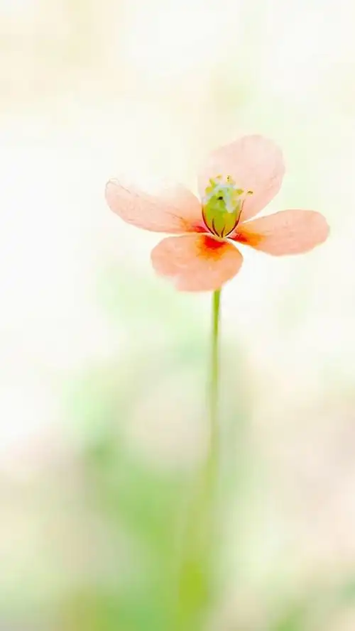 小清新养眼的花卉图片手机壁纸,植物,植物,高清,清新,花卉,手机壁纸