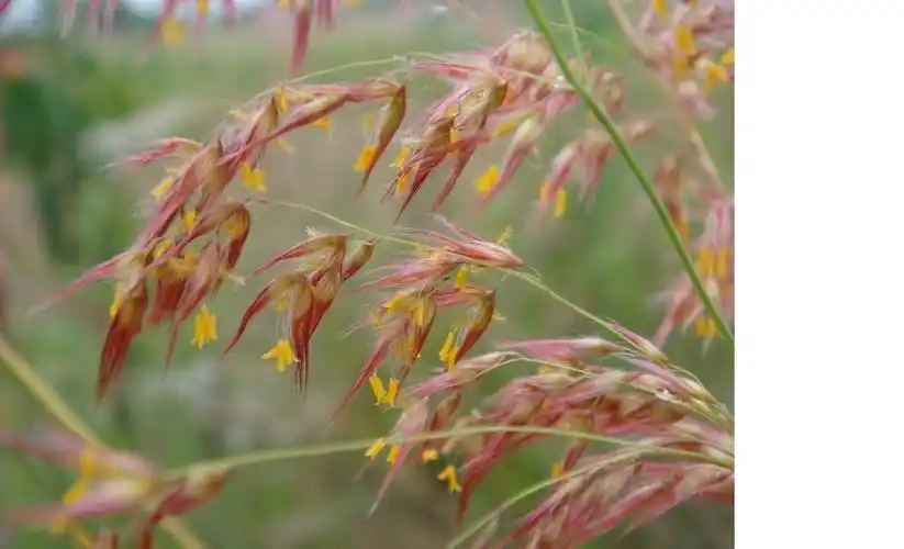 红毛草,已经有人帮你回答了呢.