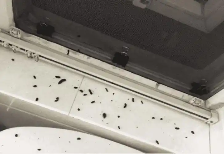 蝙蝠屎和老鼠屎怎么认